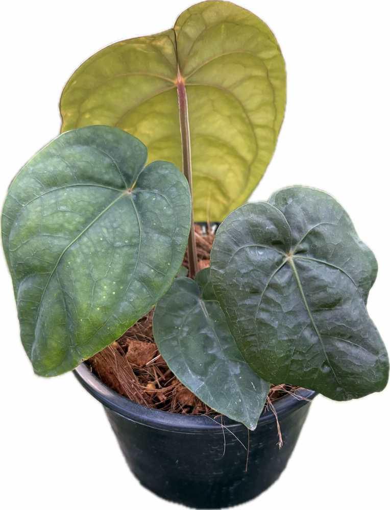 Anthurium dressleri x dressleri - TEG | Rare Aroid Hybrid – Thai