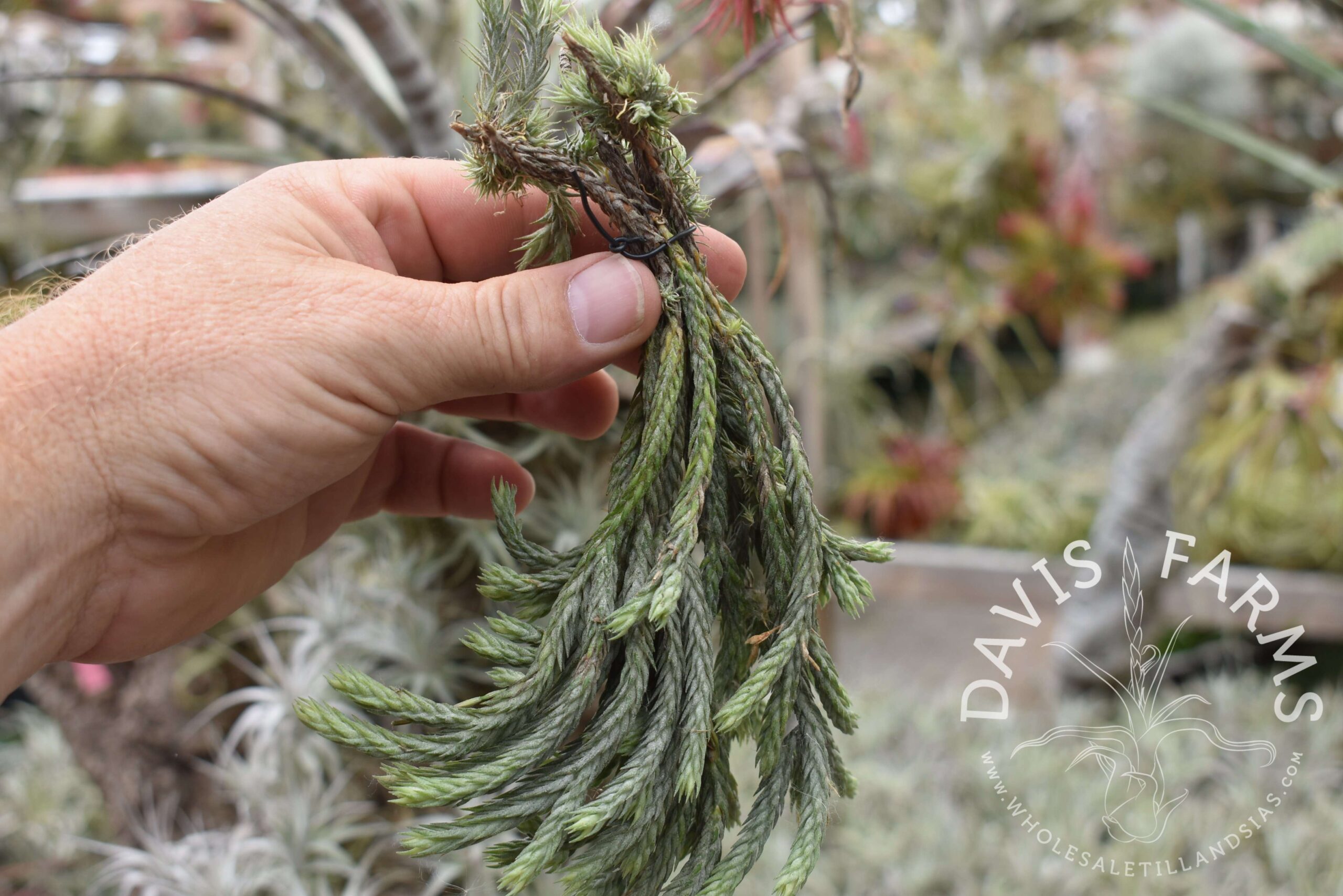 Tillandsia tricholepis closed form - Farm Trader