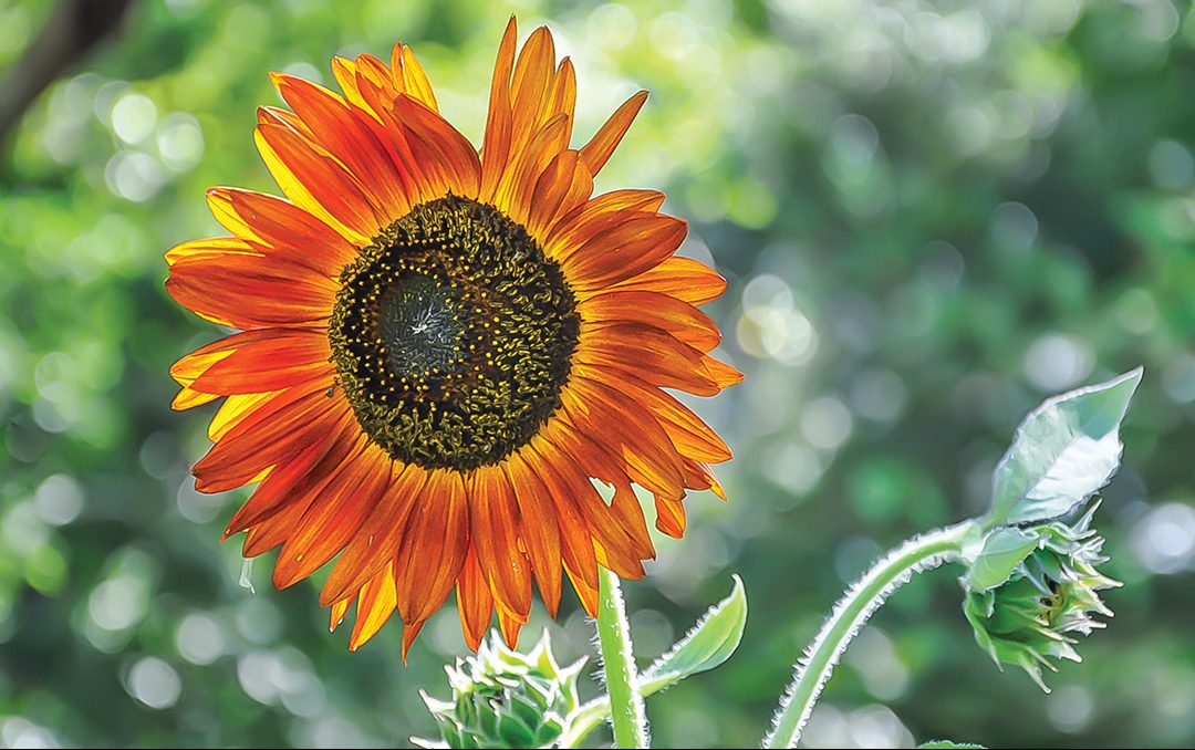 P2P_-Observant-Gardener-