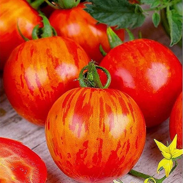 Tomato 'Red Zebra' H - Tomatoes - Vegetable seeds - Seeds