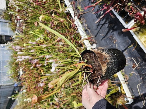 商品一覧 - Y's Exotics （山田食虫植物農園）