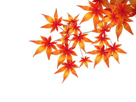 もみじイラスト｜無料イラスト・フリー素材なら「イラストAC」