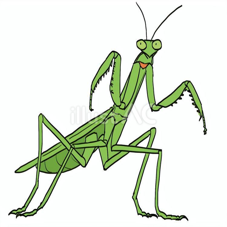 チョウセンカマキリ 緑イラスト - No: 25002610｜無料イラスト・フリー