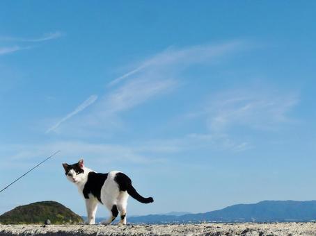 見返り美人な猫の写真素材｜写真素材なら「写真AC」無料（フリー