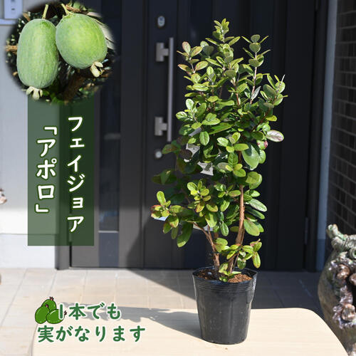 楽天市場】フェイジョア アハートの通販