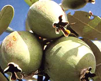 楽天市場】フェイジョアの通販