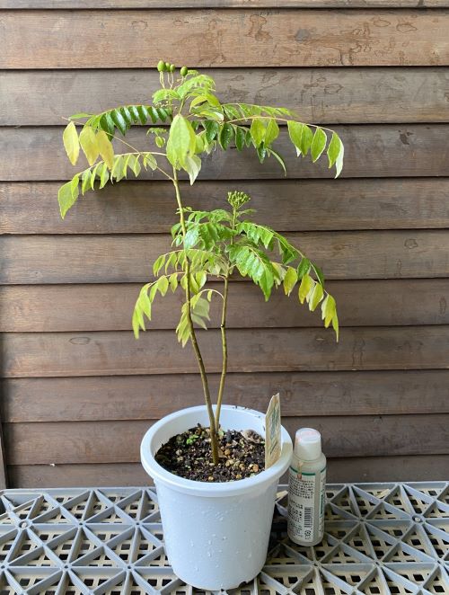 楽天市場】カレーの木（花・ガーデン・DIY）の通販