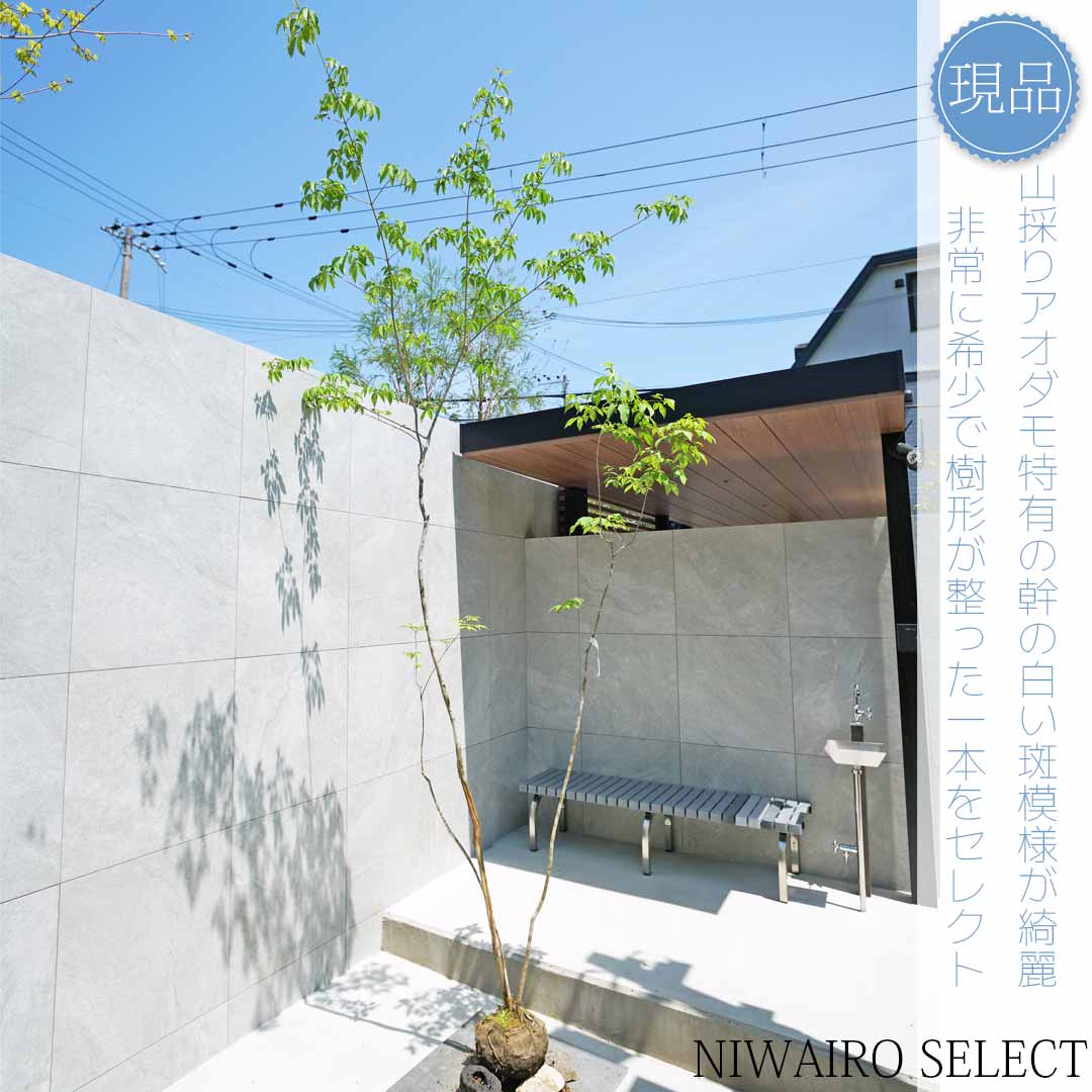 楽天市場】アオダモ 山採りの通販