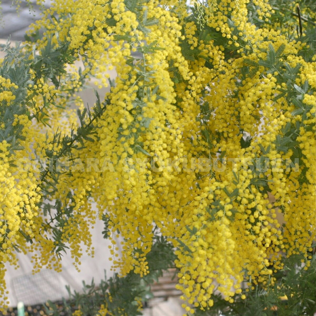 楽天市場】銀葉アカシアの通販