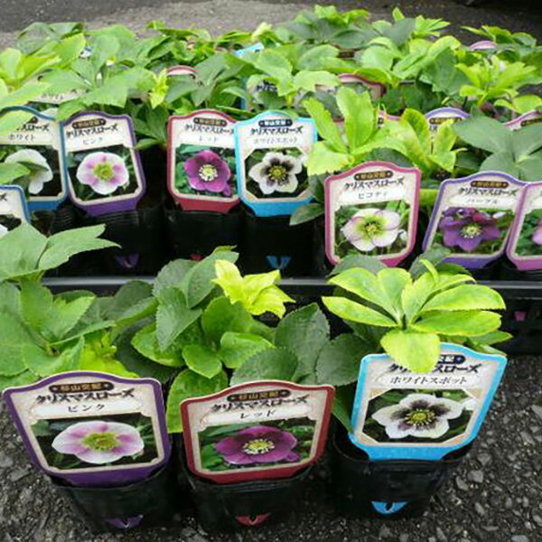 楽天市場】クリスマスローズ お買い得 セットの通販