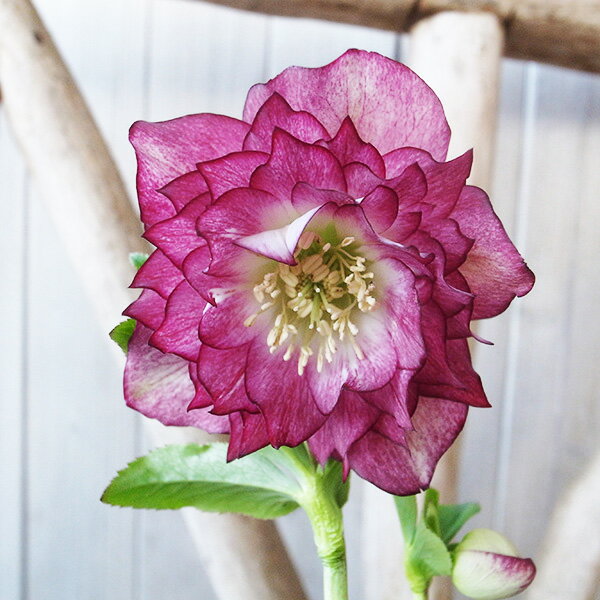 楽天市場】クリスマスローズ 大株（サイズ（植木鉢）4 ～ 6号）の通販