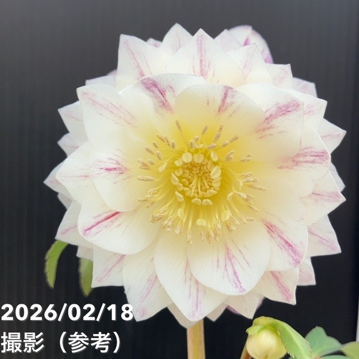 楽天市場】広瀬園芸 クリスマスローズ ソレイユの通販