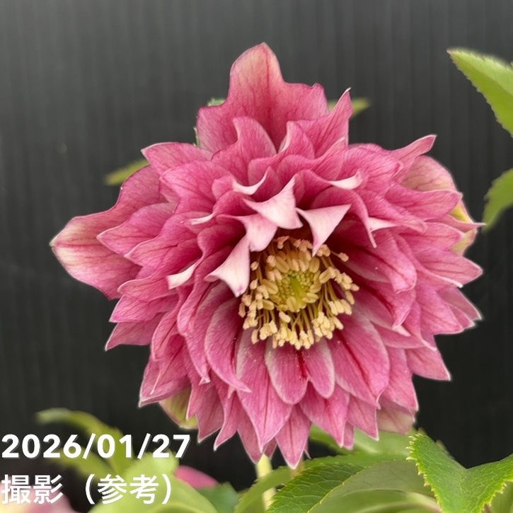 この後20時〜♪＊広瀬園芸さんのソレイユが販売されます♡ | ꧁癒しの庭꧂