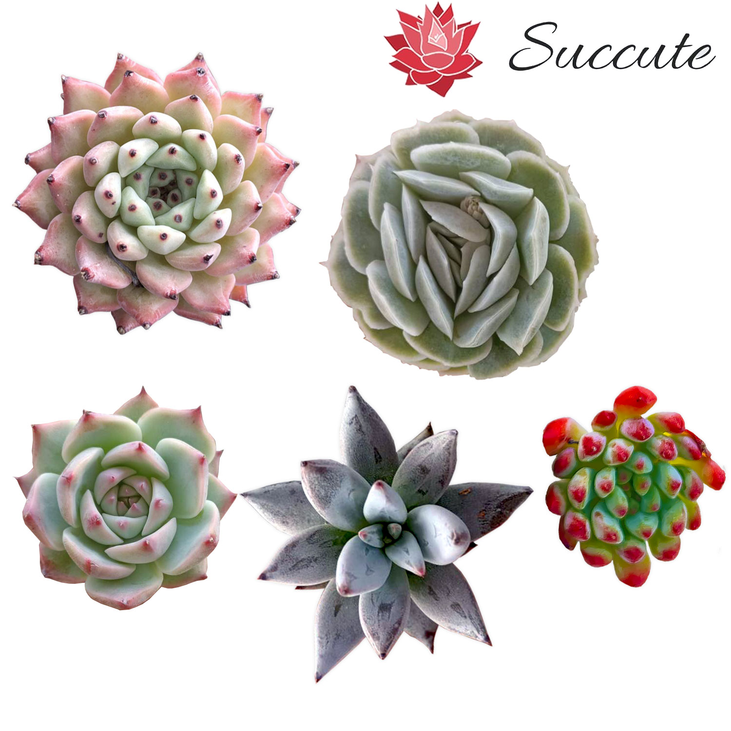 楽天市場】ミックス ベリアの通販