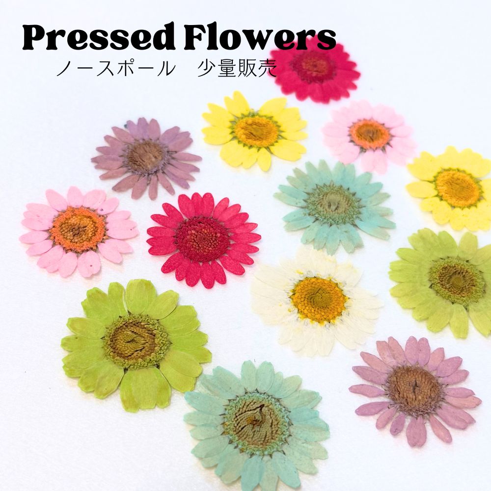 楽天市場】ノースポール（花・観葉植物｜花・ガーデン・DIY）の通販