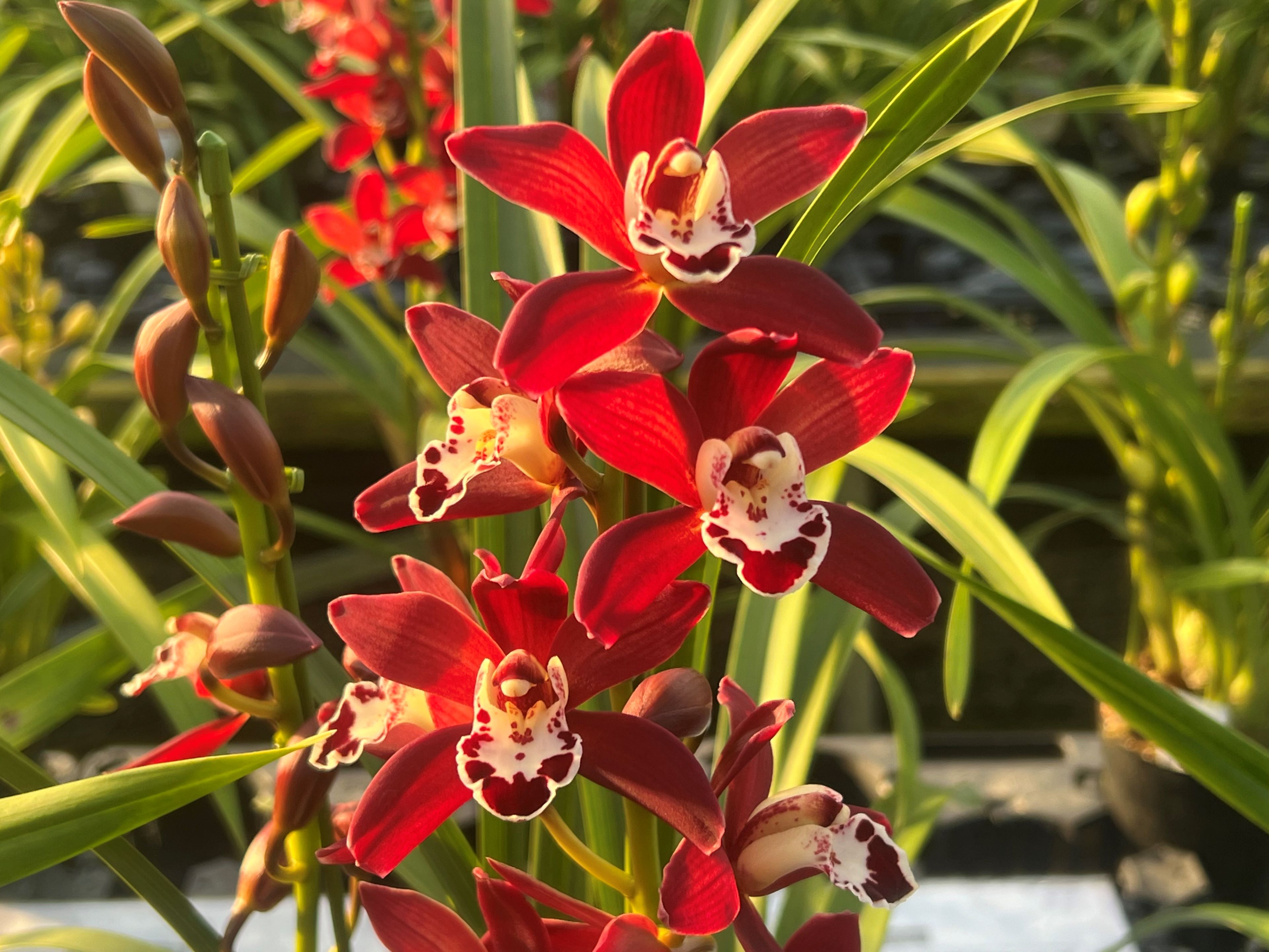 楽天市場】石田蘭園 シンビジュームの通販