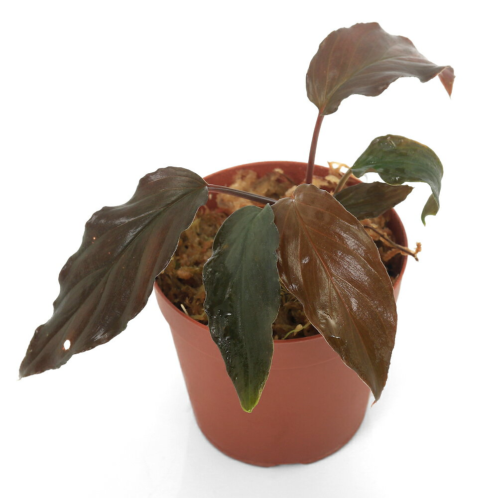 楽天市場】ホマロメナsp.の通販