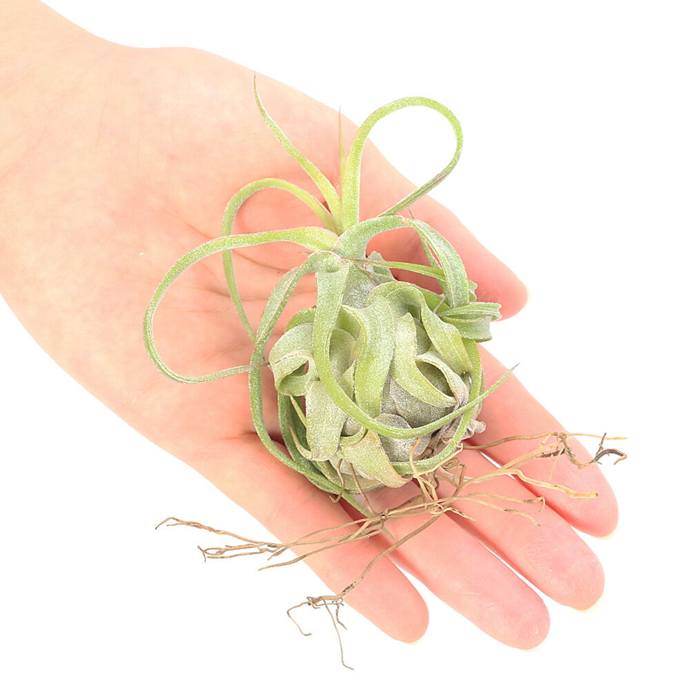 楽天市場】エアプランツ ストレプトフィラの通販