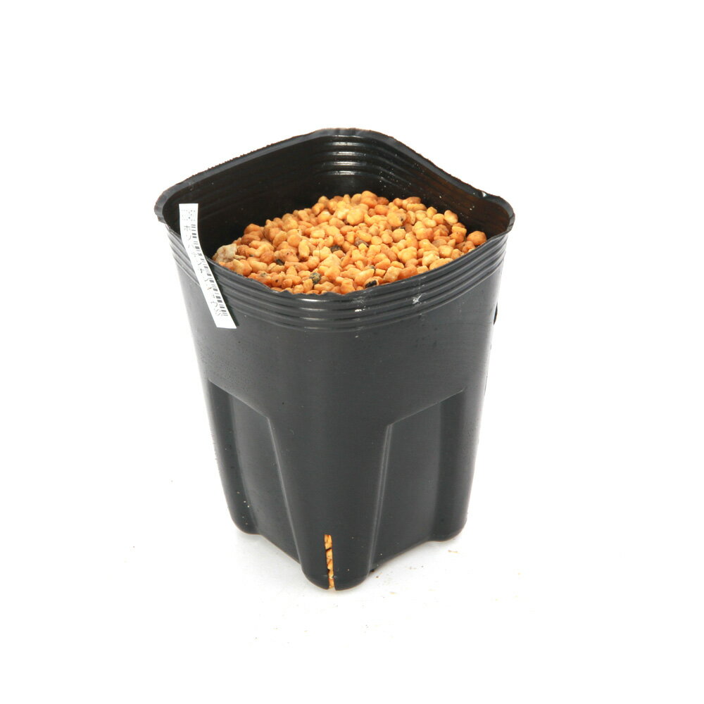 楽天市場】テンナンショウの通販