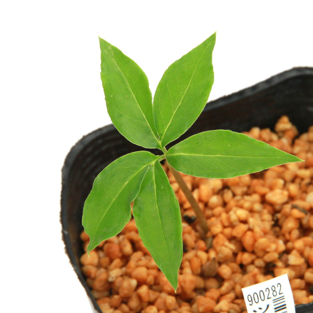 楽天市場】テンナンショウの通販