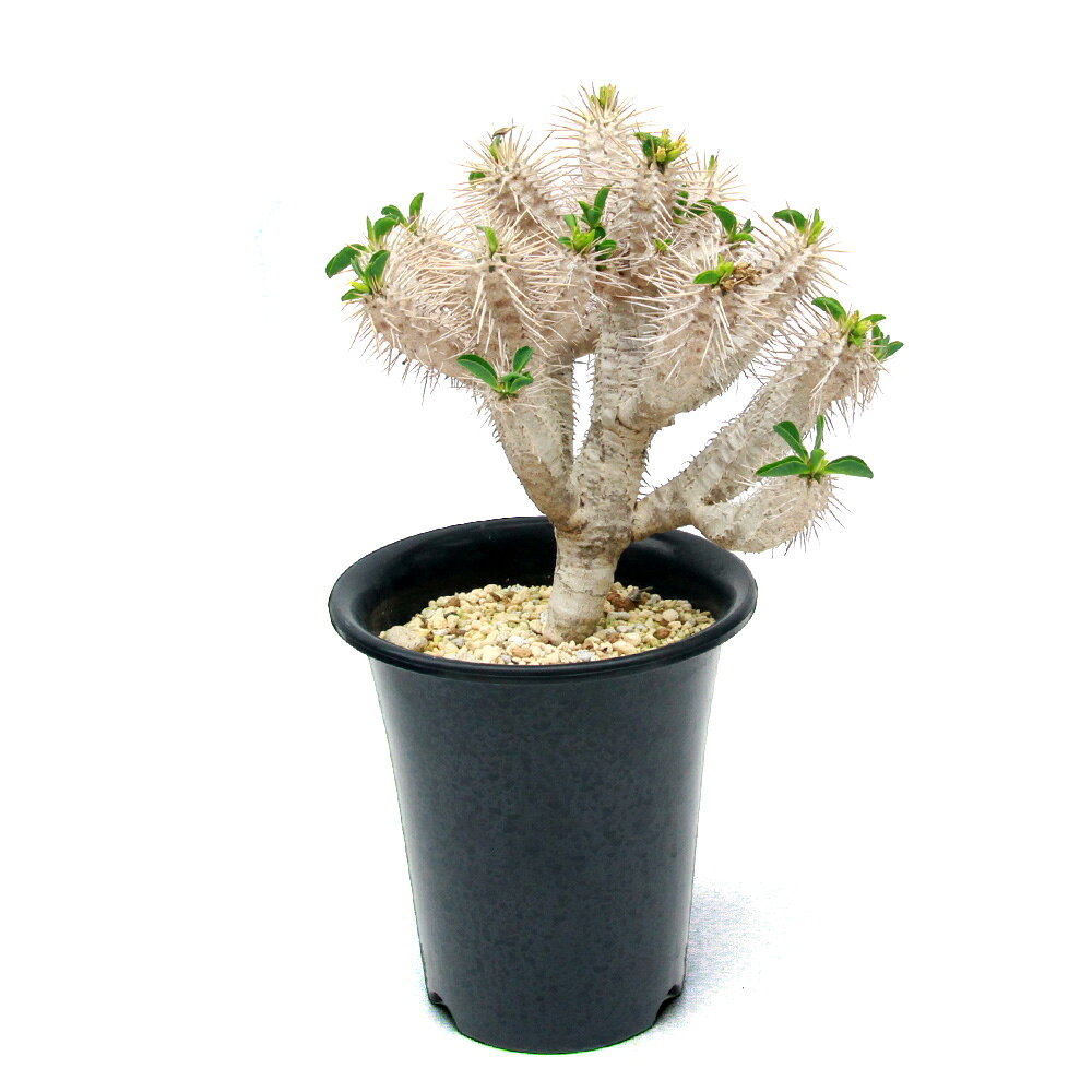 楽天市場】ユーフォルビア ギラウミニアナの通販