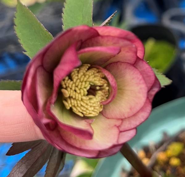 楽天市場】クリスマスローズ リバーシブルの通販