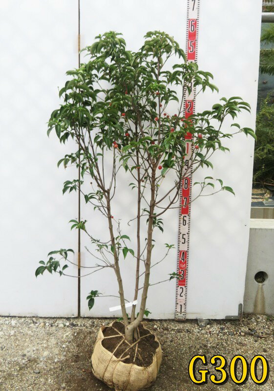 楽天市場】常緑ヤマボウシ 2mの通販