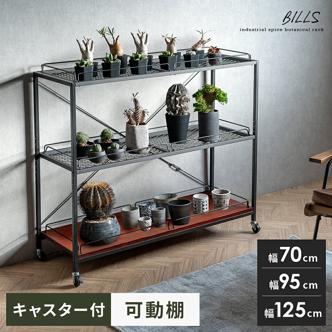 楽天市場】塊根植物（インテリア・寝具・収納）の通販