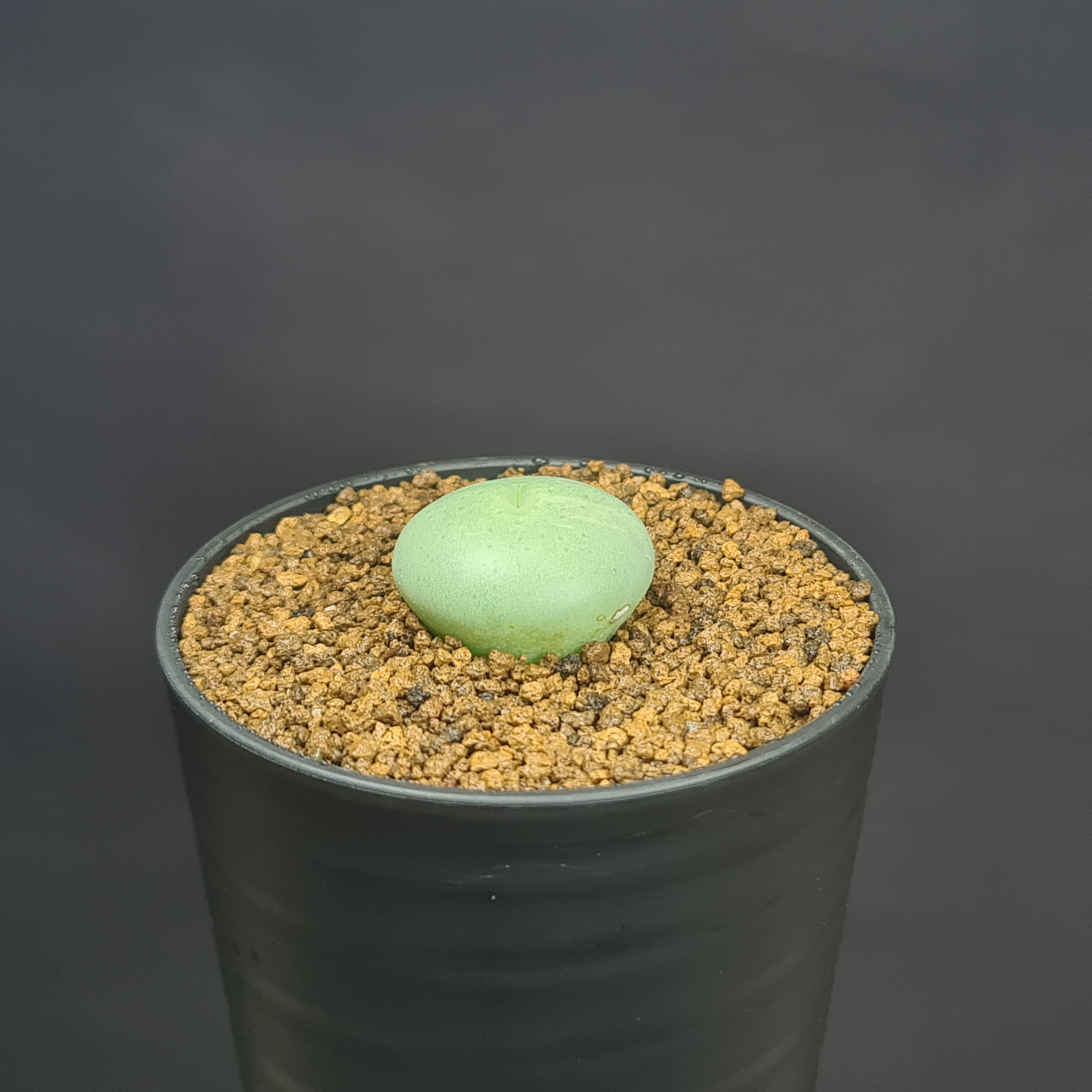 楽天市場】コノフィツム全書の通販