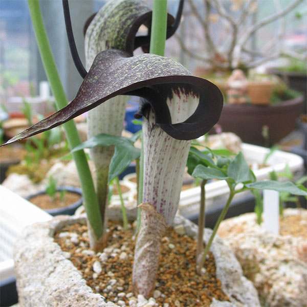 楽天市場】テンナンショウの通販