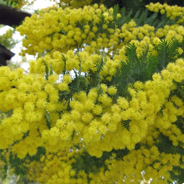 楽天市場】銀葉アカシアの通販