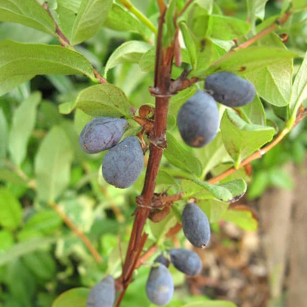 楽天市場】北海道 ハスカップ 苗の通販