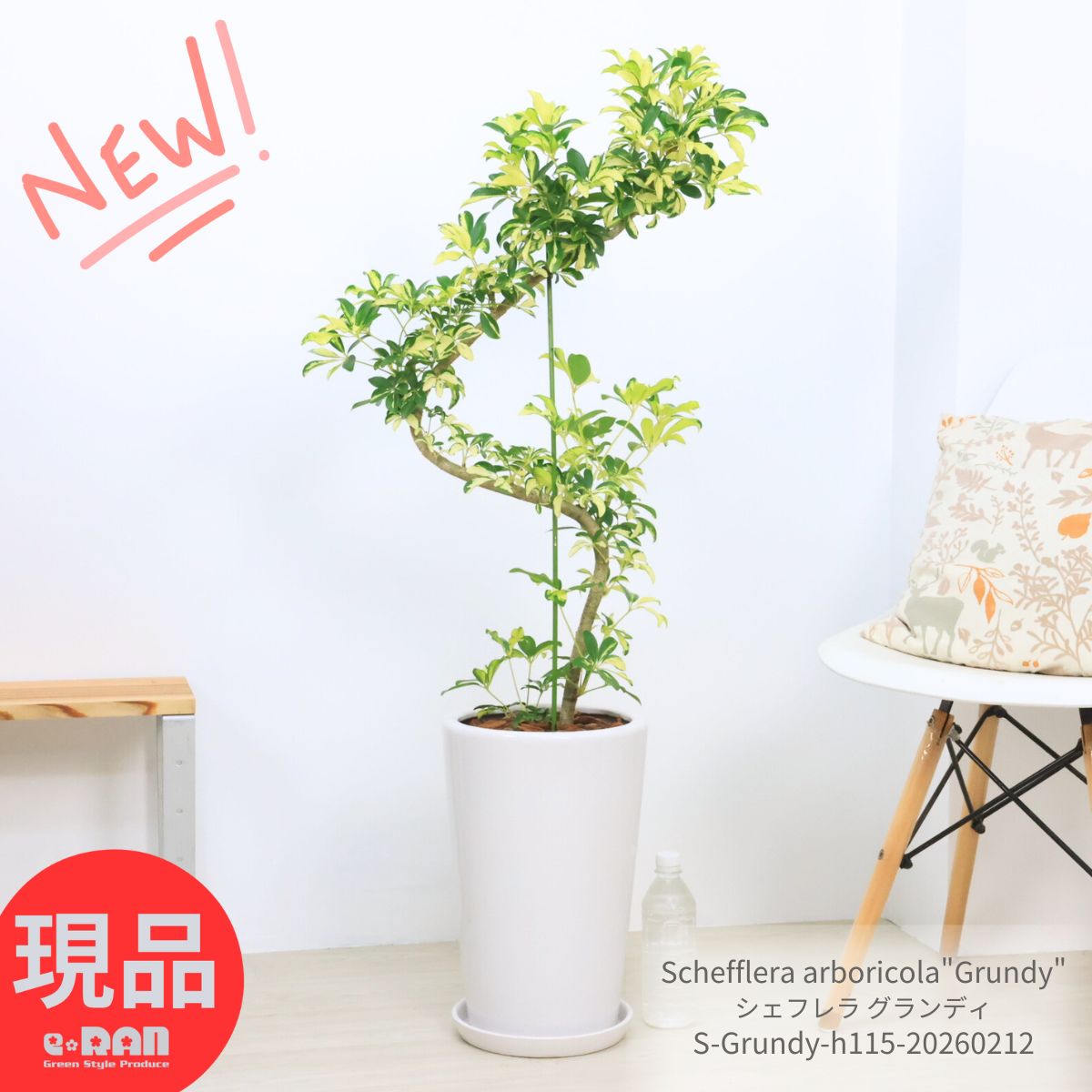 楽天市場】シェフレラ グランディの通販