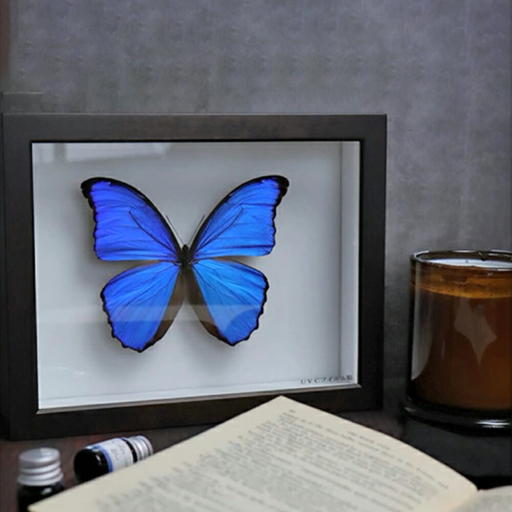 楽天市場】モルフォ蝶 標本の通販