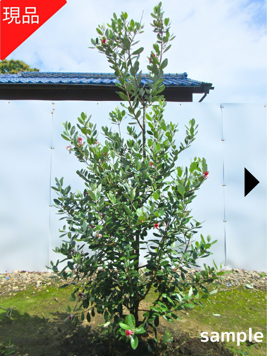 楽天市場】フェイジョア株立ちの通販