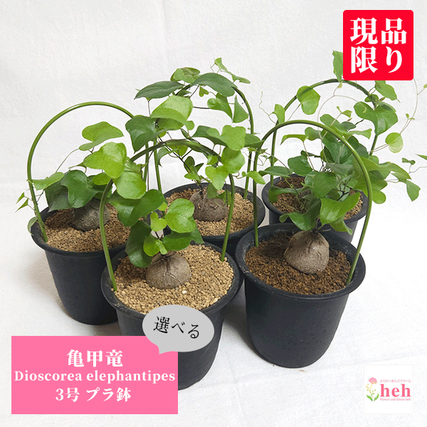 楽天市場】亀甲竜（高さ（植物）～ 70.9cm）（観葉植物｜花・観葉植物