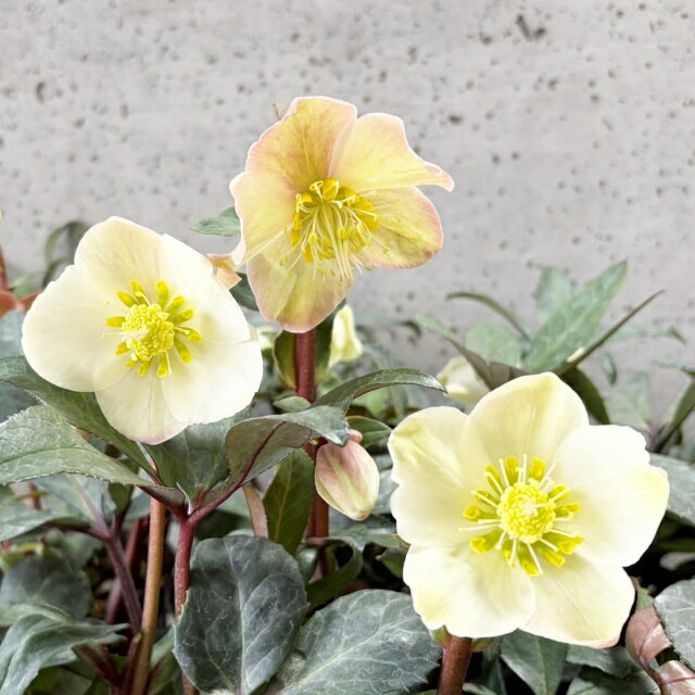 楽天市場】クリスマスローズ ゴールドの通販