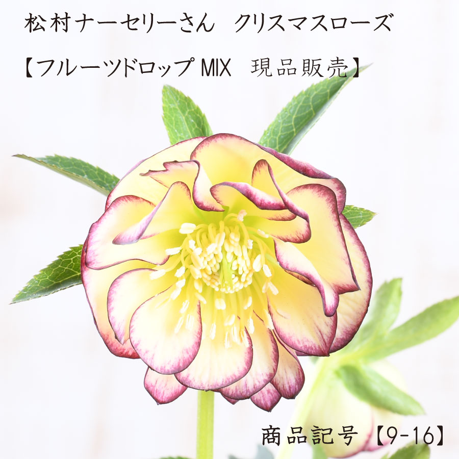 楽天市場】クリスマスローズ 開花株 現品の通販