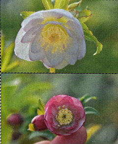 楽天市場】小輪 クリスマスローズの通販