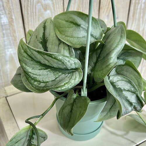 楽天市場】スキンダプサスの通販