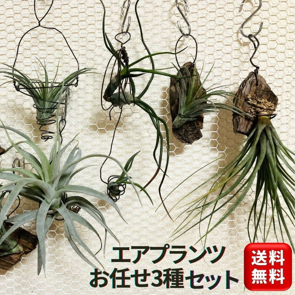 楽天市場】エアプランツ チランジア ランキングの通販