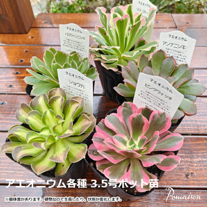 多肉植物アエオニウム錦❤️海王❤️ 多肉植物アエオニウム錦❤️海王