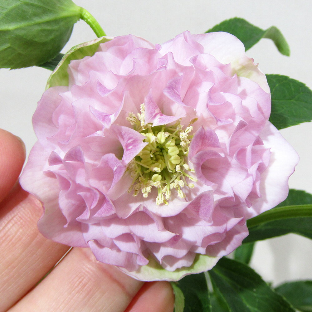 楽天市場】クリスマスローズ チベタヌスの通販