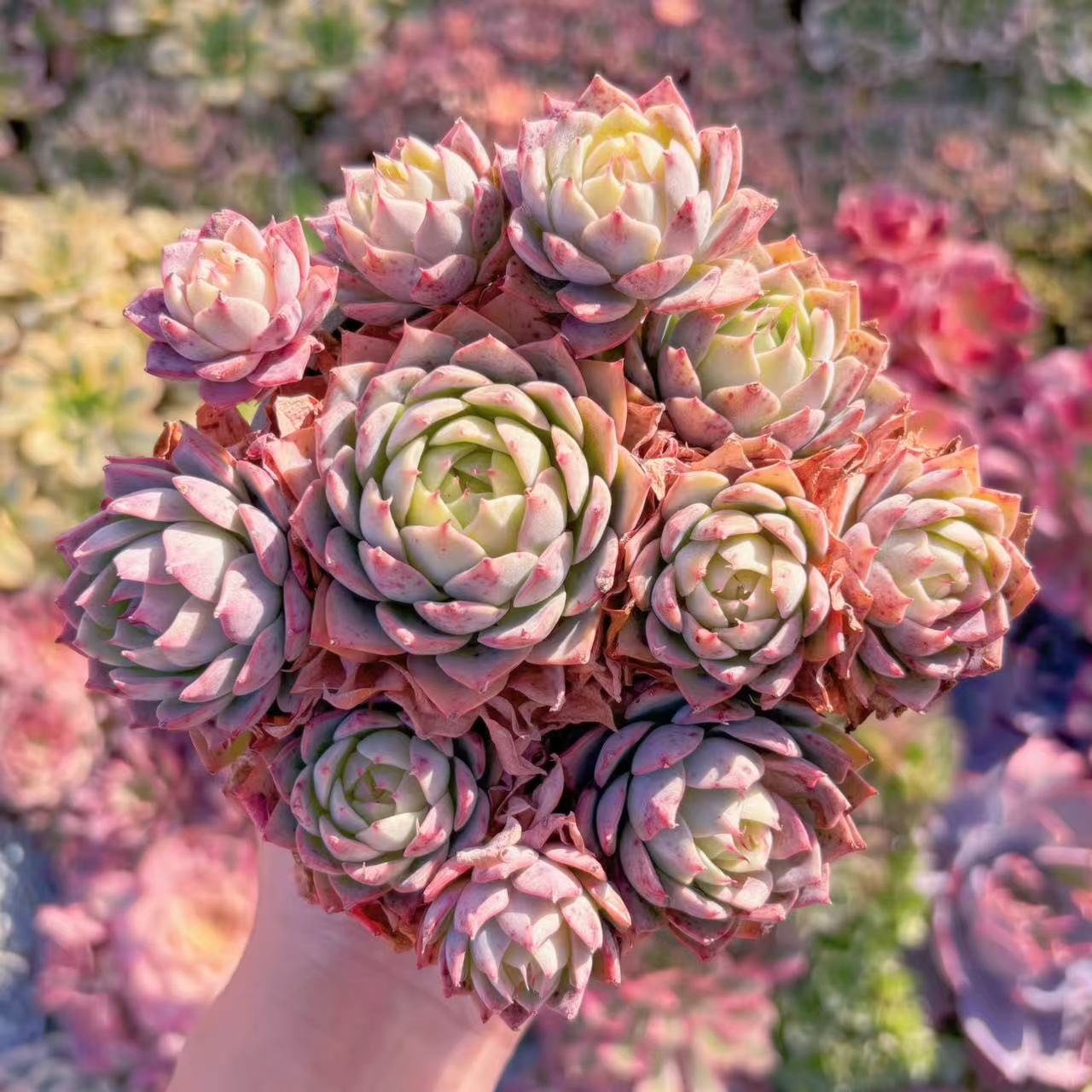 楽天市場】多肉植物 リンゼアナの通販