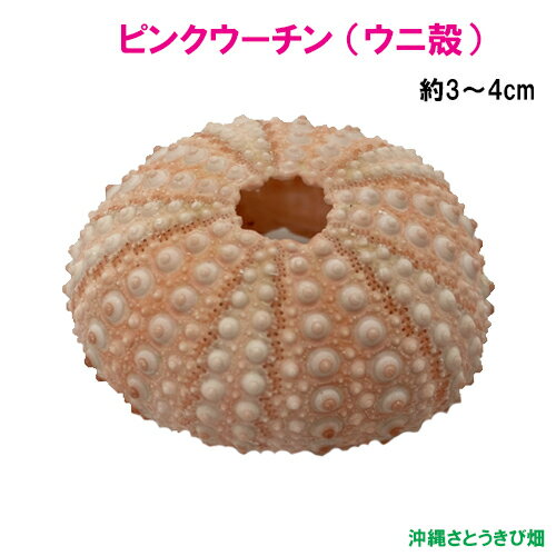 ティーダナガウニモドキ有棘標本ウニ殻