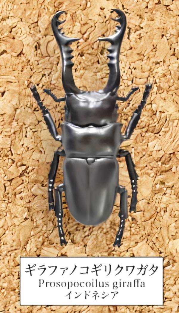 楽天市場】ギラファノコギリクワガタ 標本の通販
