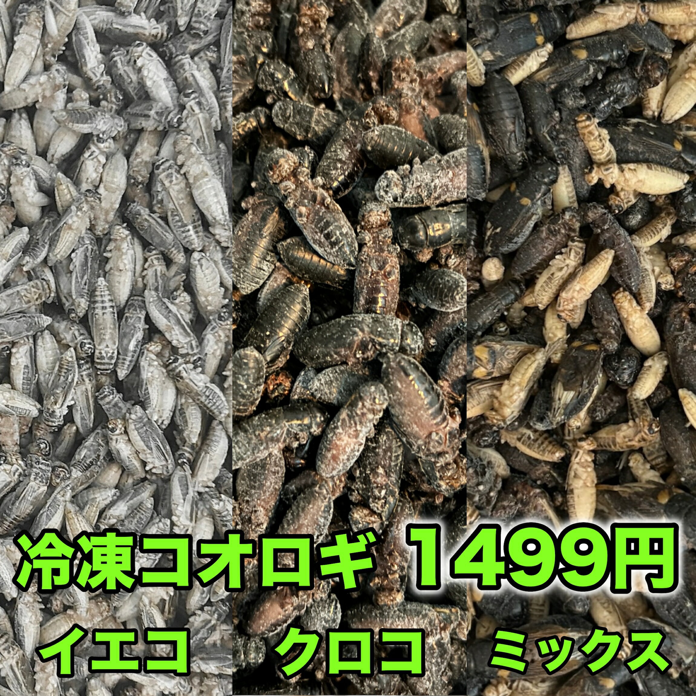 楽天市場】コオロギ 冷凍 イエコ クロコ ML メガ ミックス 生産者直