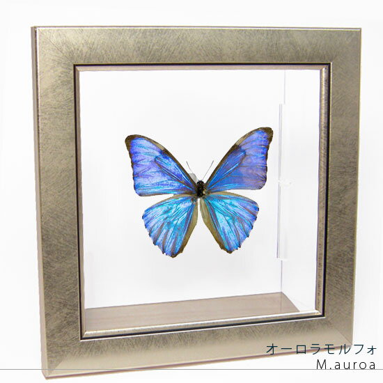 楽天市場】モルフォ 蝶 標本（ホビー）の通販