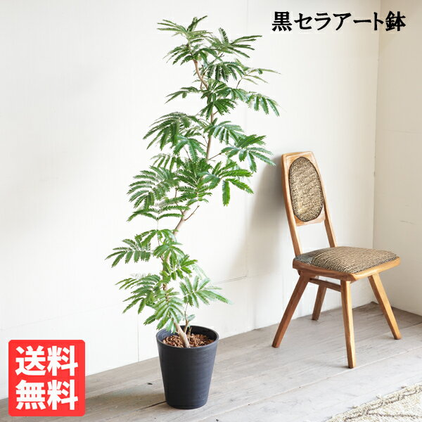 楽天市場】エバーフレッシュ 10号の通販