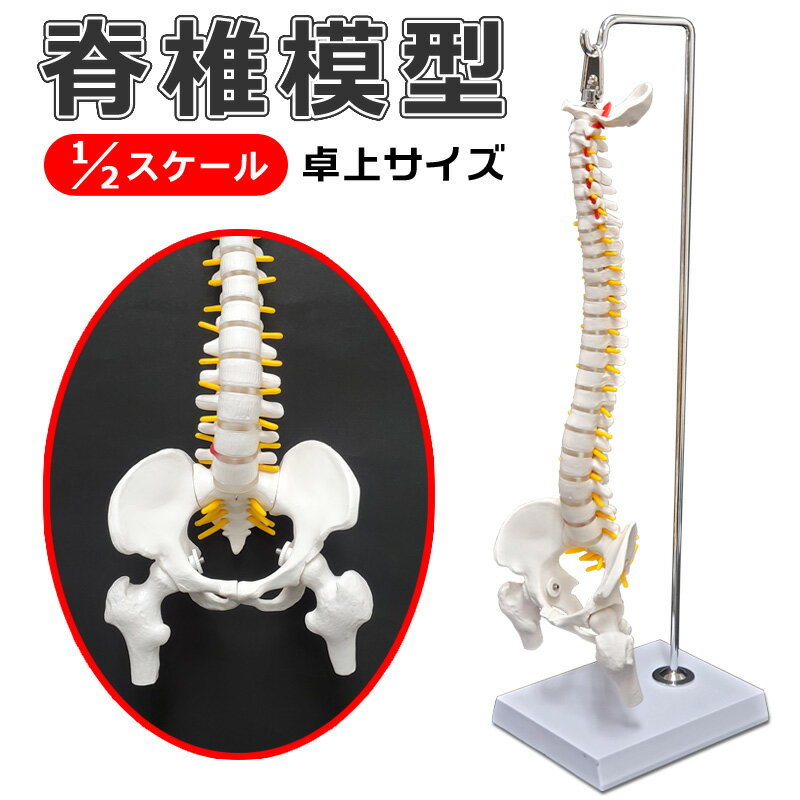 楽天市場】脊柱模型の通販